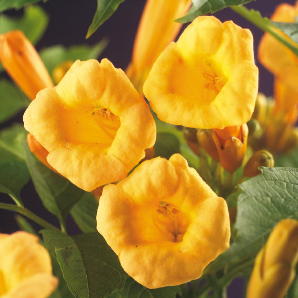 Trompetbloem - Campsis radicans Flave - Bloem Geel