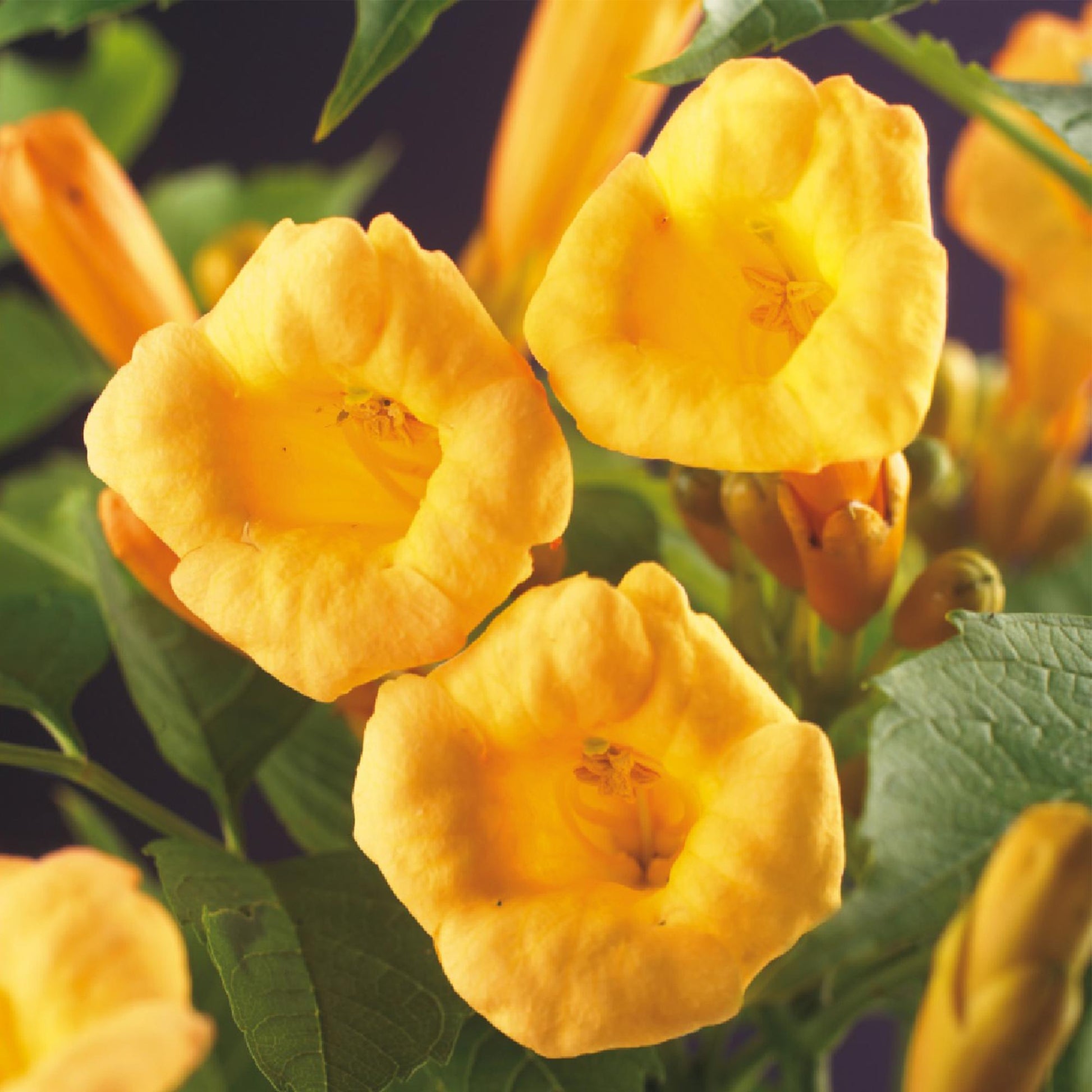 Trompetbloem - Campsis radicans Flave - Bloem Geel