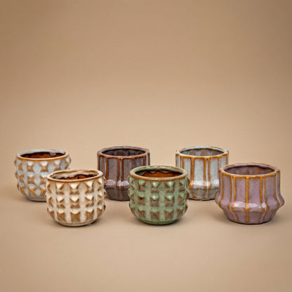 Plant set San Juan + pot - Cactus mix - Ø 6 cm