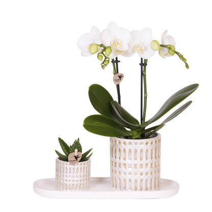 Plantenset Le Chic small