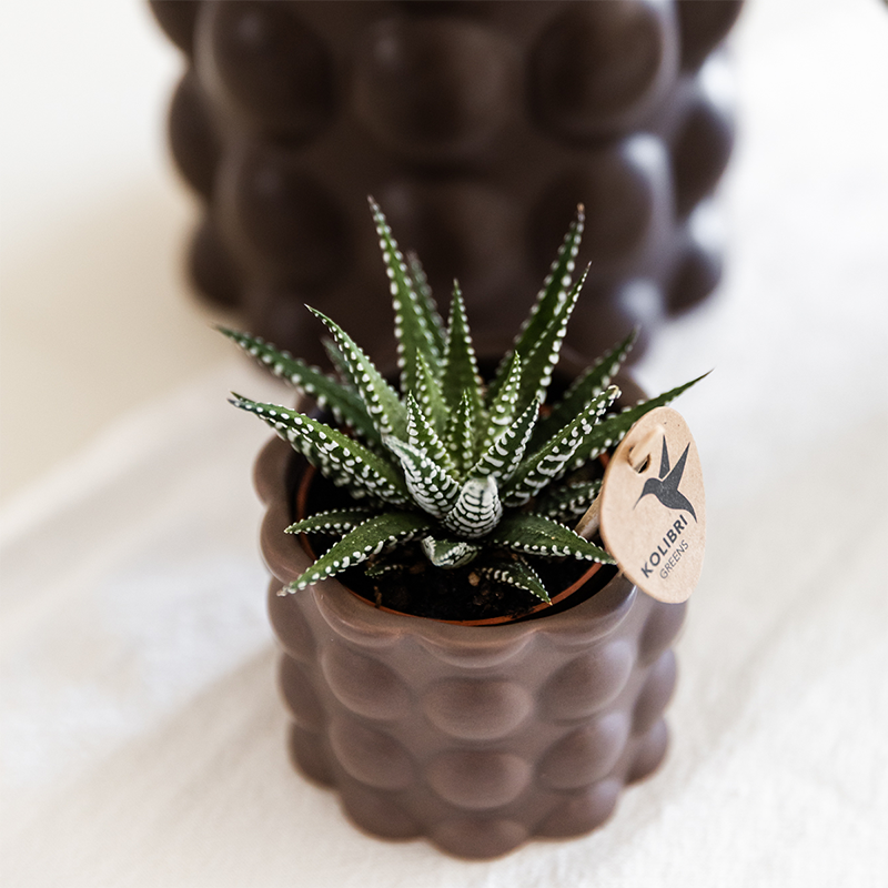 Plantenset Cotton bruin