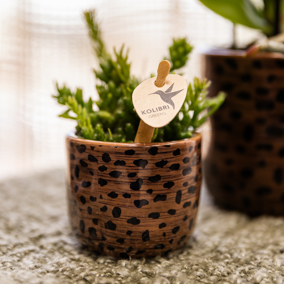 Leopard sierpot - Ø6cm