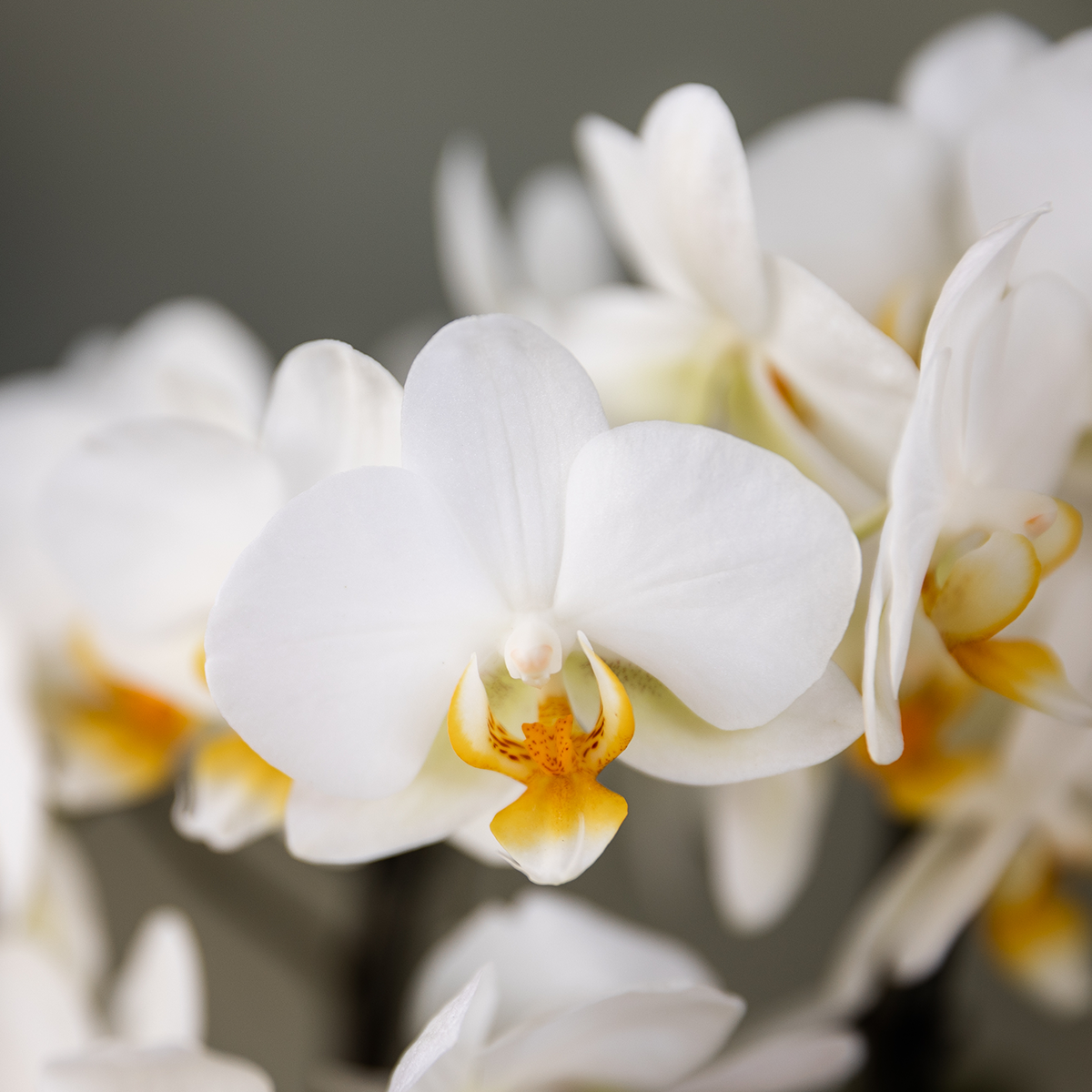 Surprise box mix - verrassingsbox met 2 verschillende orchideeën