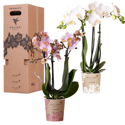 Surprise box mix - verrassingsbox met 2 verschillende orchideeën