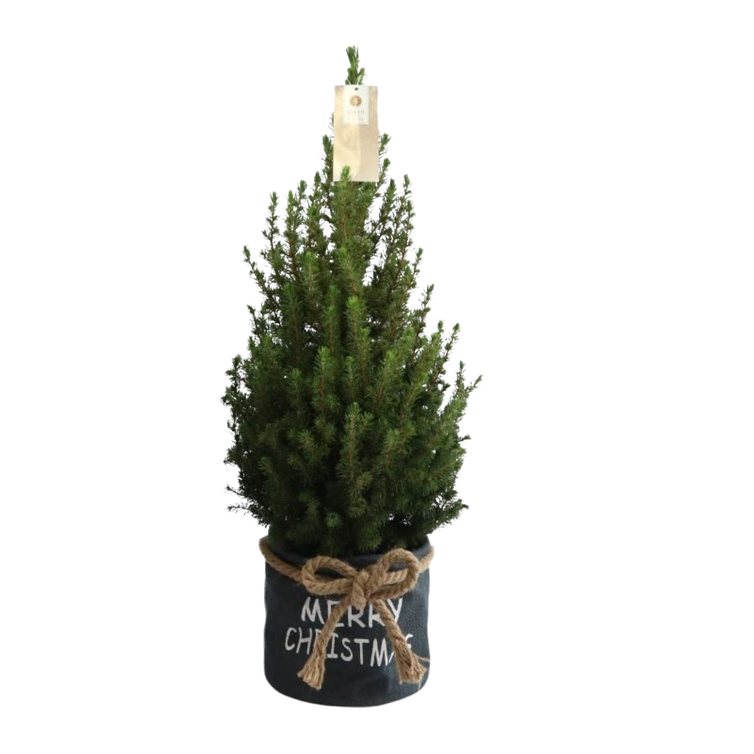Kleine Kerstboom in Xmas Bag blauw - Standalone