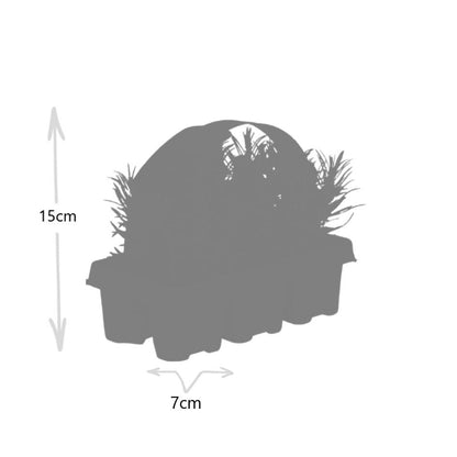 2 x 6 pack Lavendel angustifolia