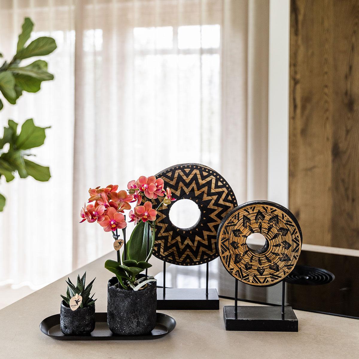 Plantenset Home Hub small