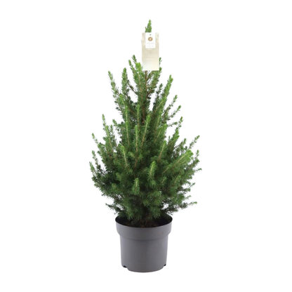 Kerstboom - 70 cm - Picea Glauca Conica