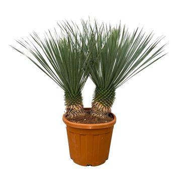 Yucca Rostrata dubbele stam - 120 cm