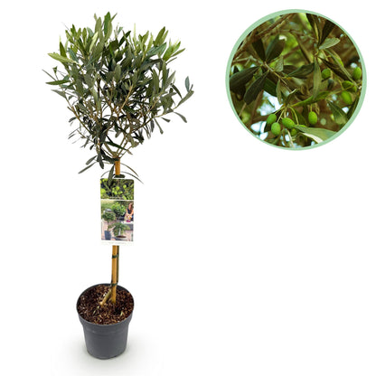 Olea Europaea - Winterhard - pot 19cm Hoogte 90cm