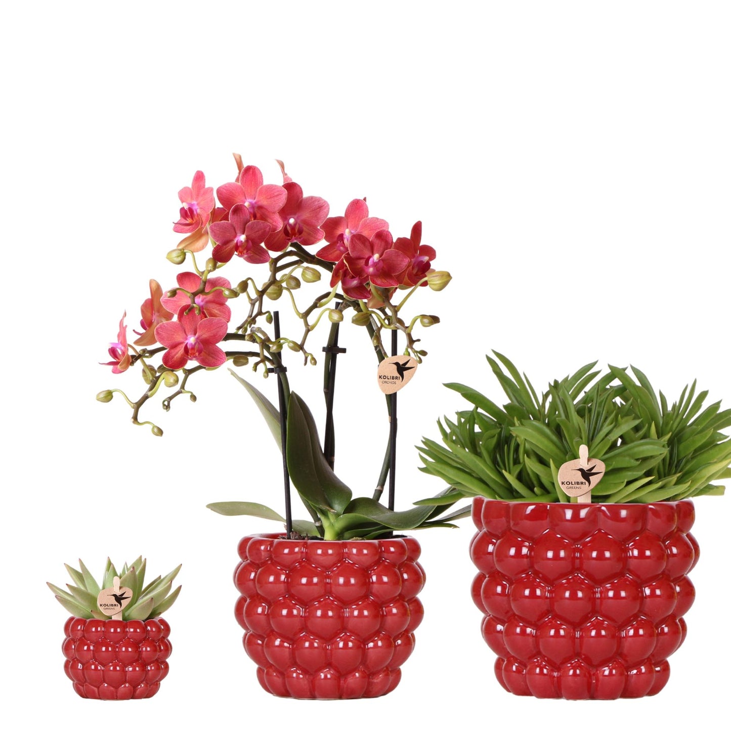 Plantenset Rode Phalaenopsis Orchidee Congo en Succulenten incl. sierpotten