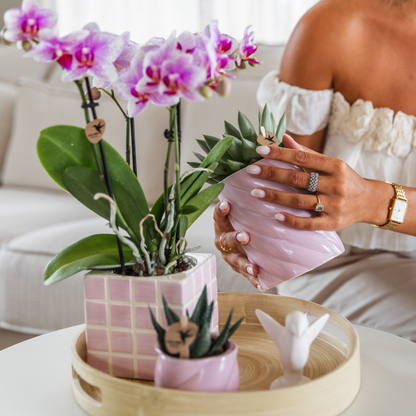 Roze Phalaenopsis orchidee - Mineral Rotterdam