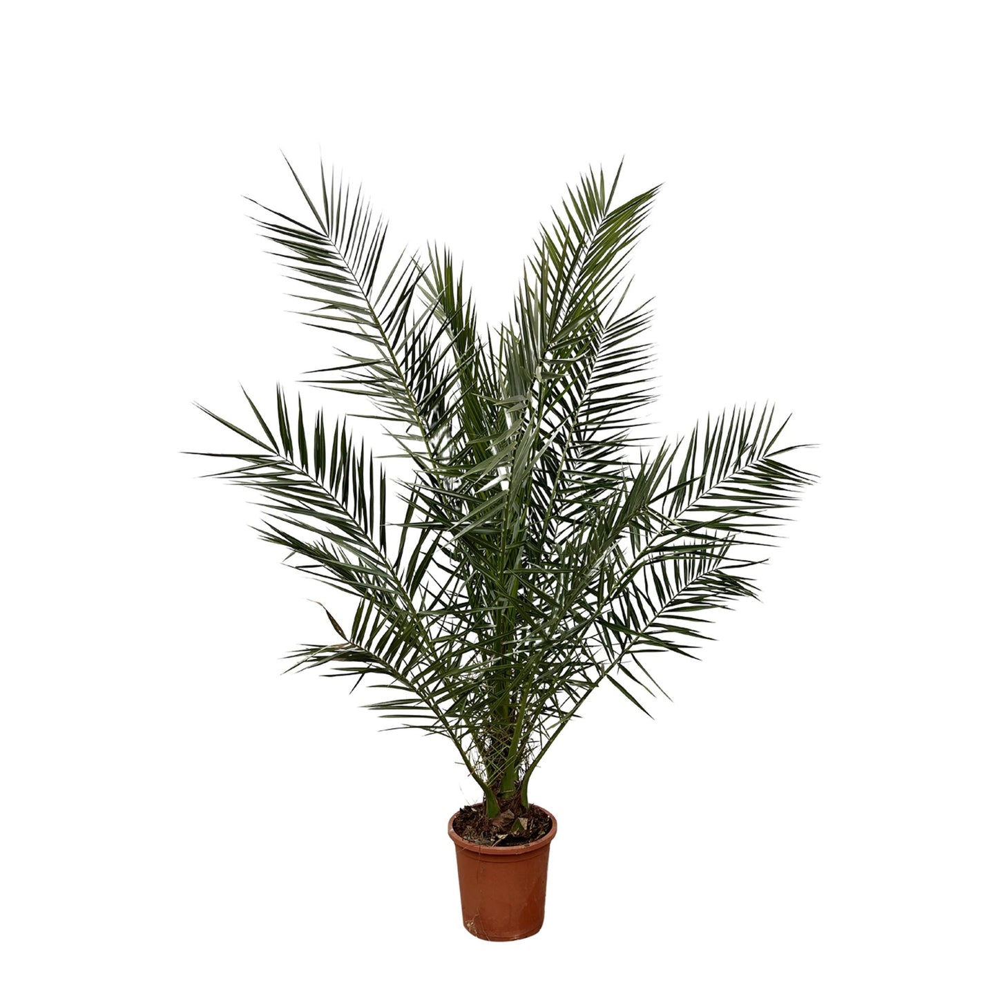 Phoenix Canariensis - 180 cm - Ø23cm