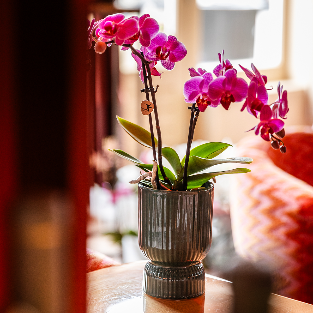 Diabolo sierpot | Ø9cm - Green