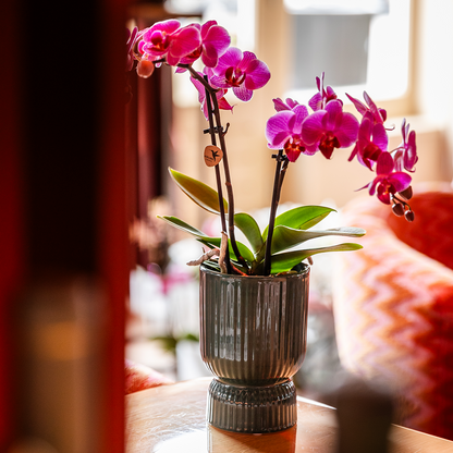 Diabolo sierpot | Ø9cm - Green