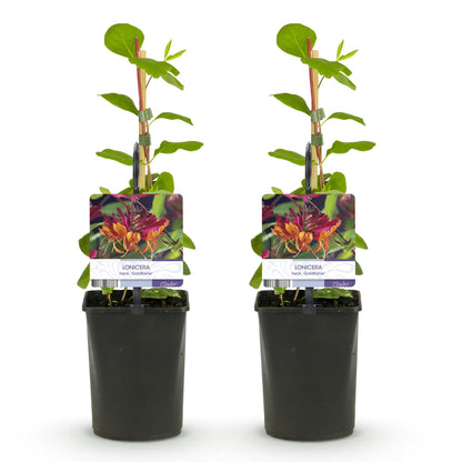 2 x - Lonicera heckrottii Goldflame - Roze met Geel