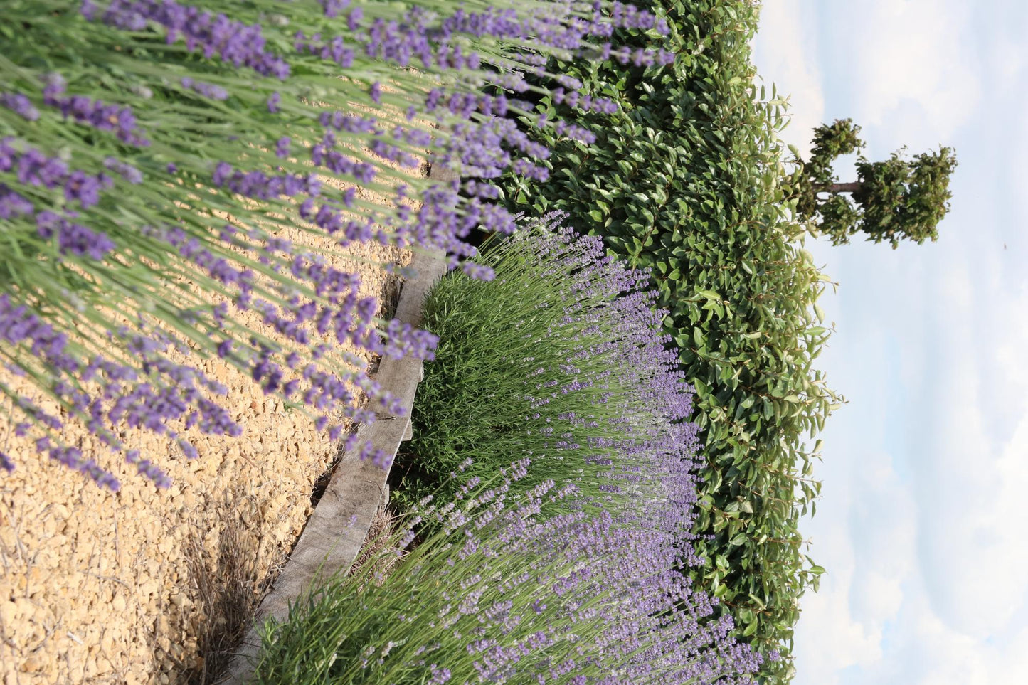 4 x 6 pack Lavendel angustifolia