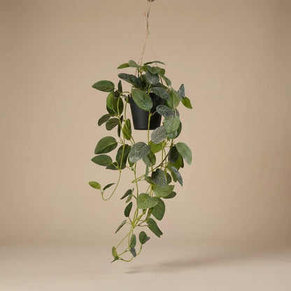 Kunstplant - Hangplant Fittonia - 70 cm