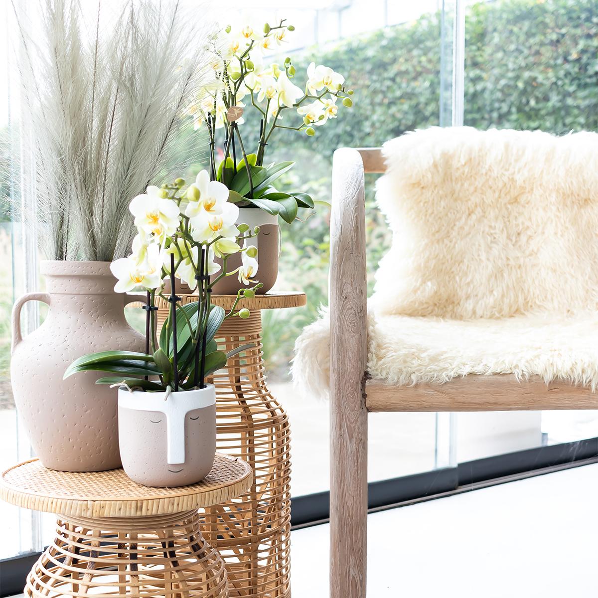 Witte phalaenopsis orchidee - Lausanne