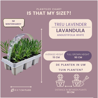 1 x 6 pack Lavendel angustifolia wit