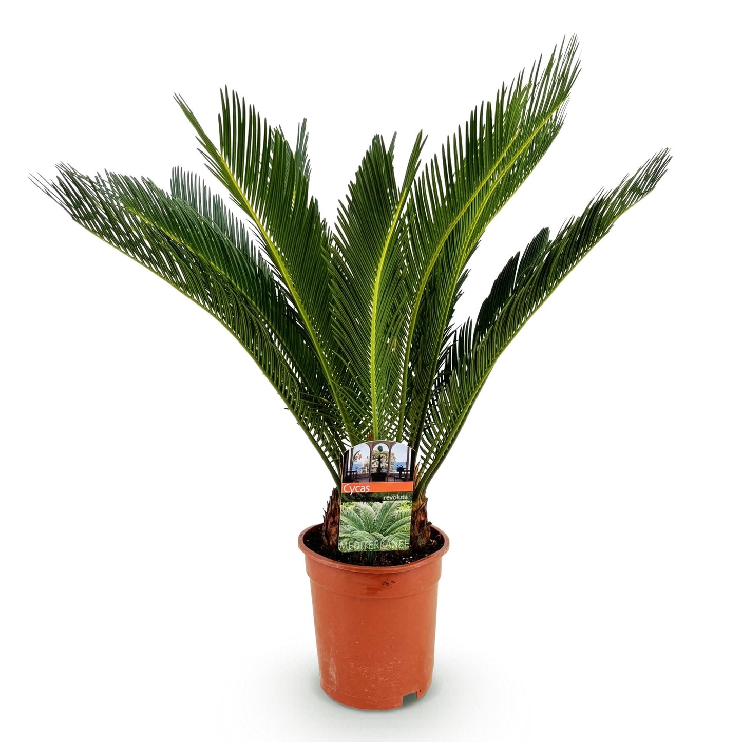 Cycas revoluta - Palmvaren ↕55-65cm - Ø17cm