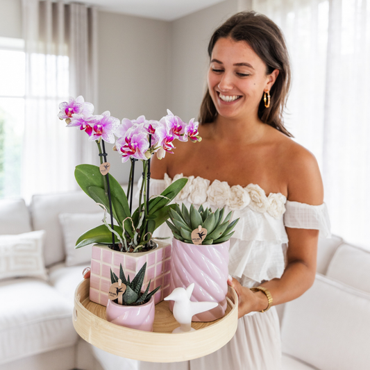 Roze Phalaenopsis orchidee - Mineral Rotterdam