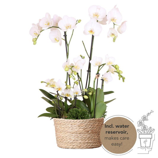 Witte plantenset in Reed Basket incl. waterreservoir