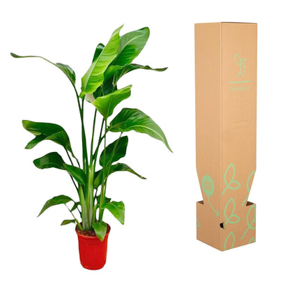 Strelitzia Nicolai ↕70-100 cm - ø17