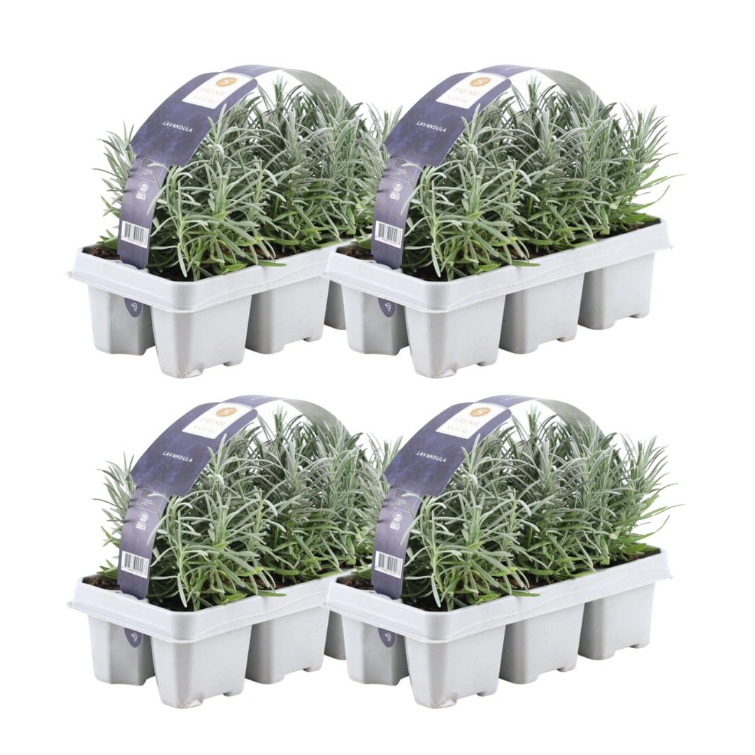 4 x 6 pack Lavendel angustifolia
