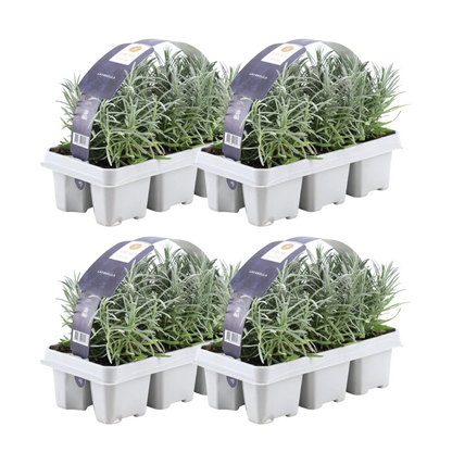 4 x 6 pack Lavendel angustifolia