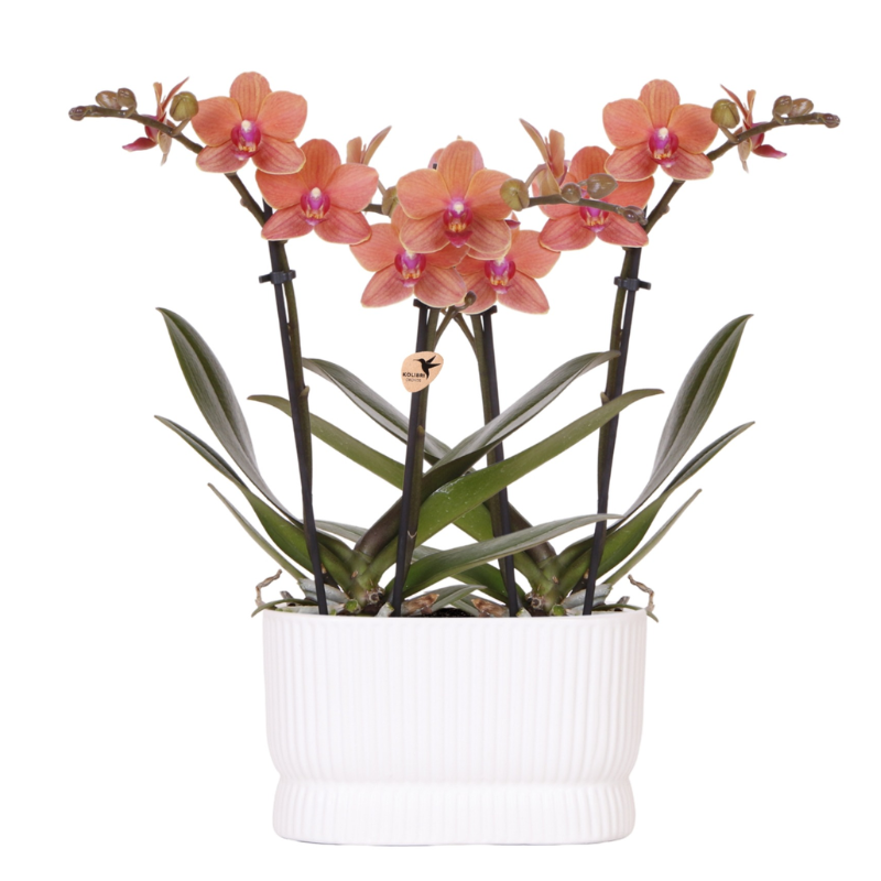 Orchideeënset Diabolo Twin