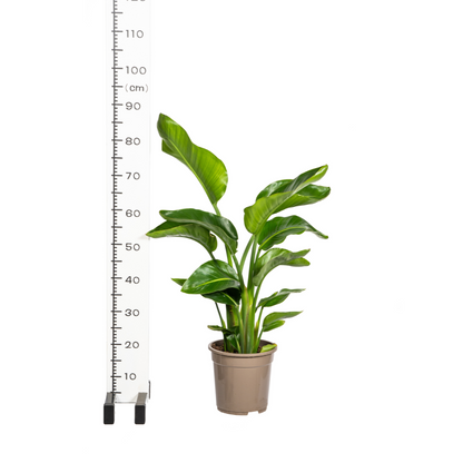 Strelitzia Nicolai met mand Ø21cm - ↕90 - 110cm