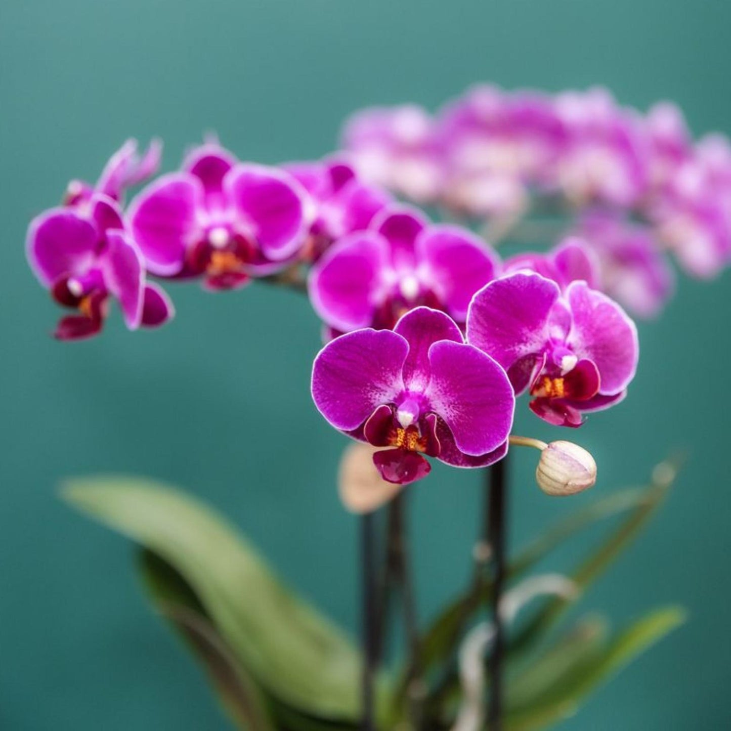 Paarse phalaenopsis orchidee - Morelia