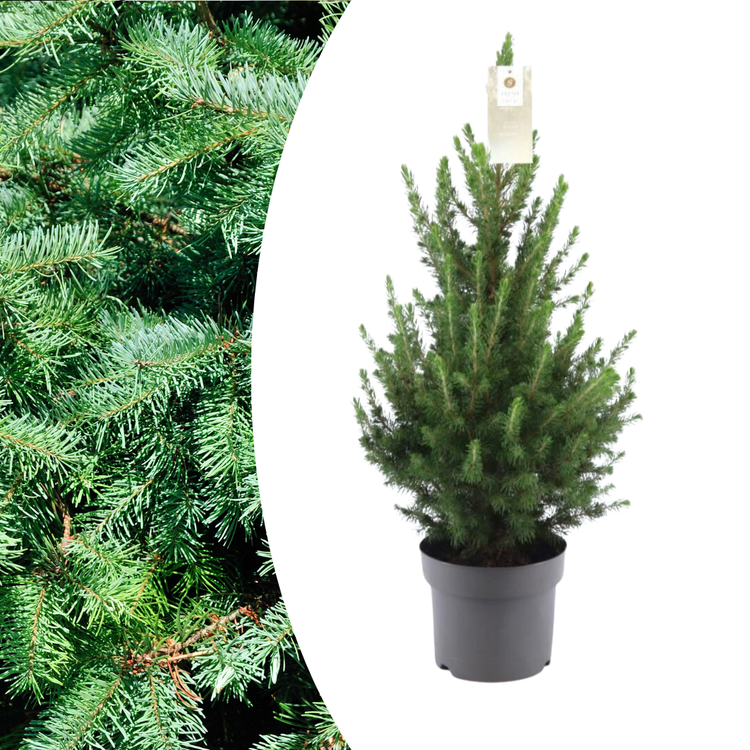Kerstboom - 70 cm - Picea Glauca Conica