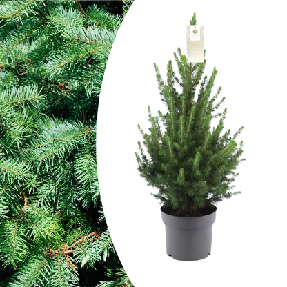 Kerstboom - 70 cm - Picea Glauca Conica