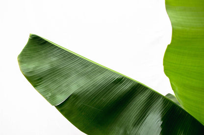 Bananenplant (Musa) - 170cm - Ø30