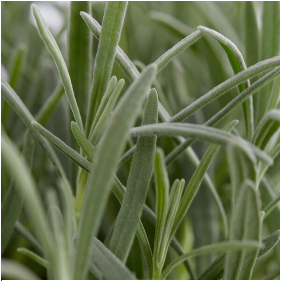 2 x 6 pack Lavendel angustifolia