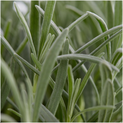 2 x 6 pack Lavendel angustifolia
