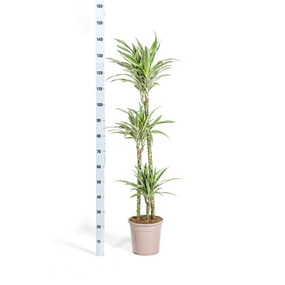 Dracaena Deremensis White Stripe + mand Ø24cm - ↕130 - 150cm