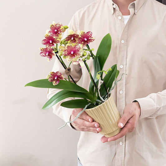 Oranje gele phalaenopsis orchidee | Grosseto