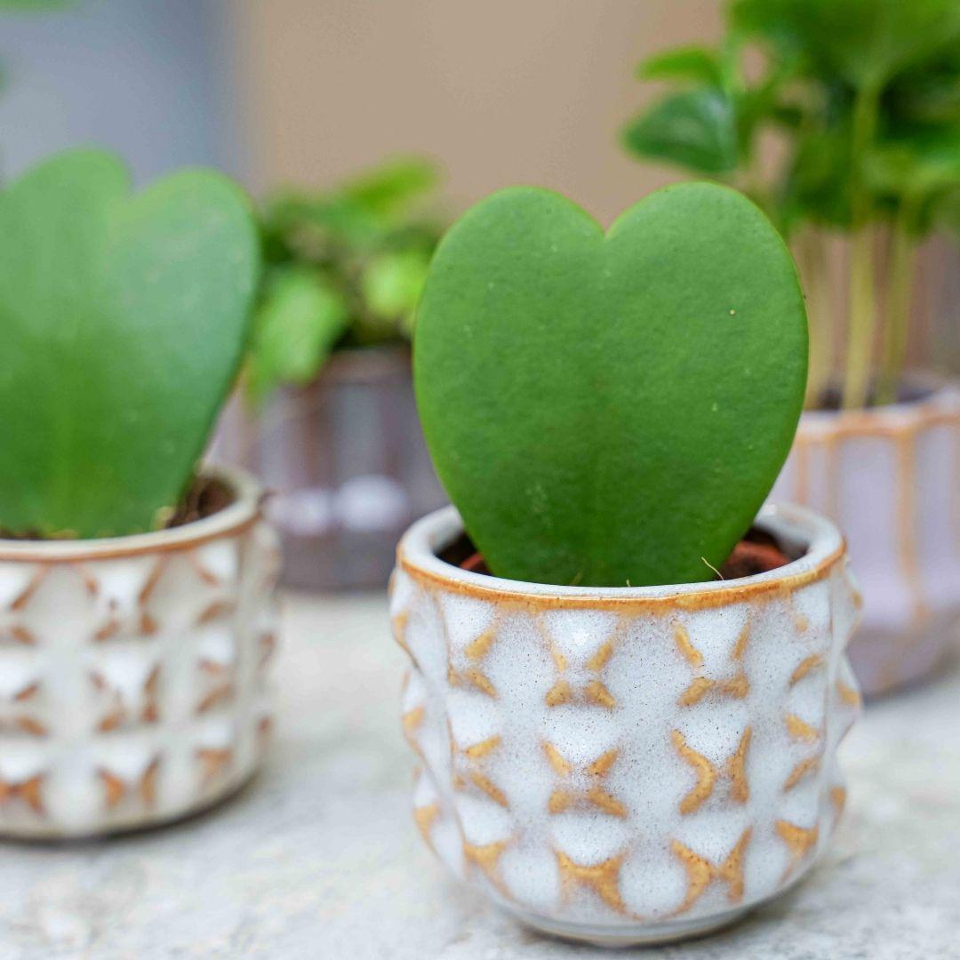 Plant set San Juan + pot - Cactus mix - Ø 6 cm