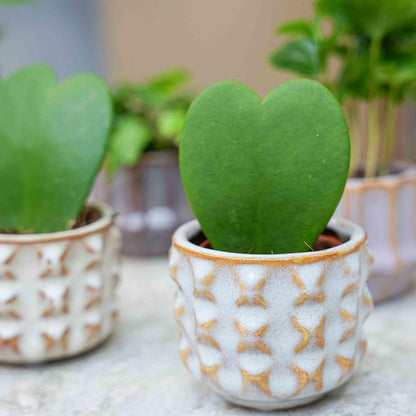 Plant set San Juan + pot - Cactus mix - Ø 6 cm