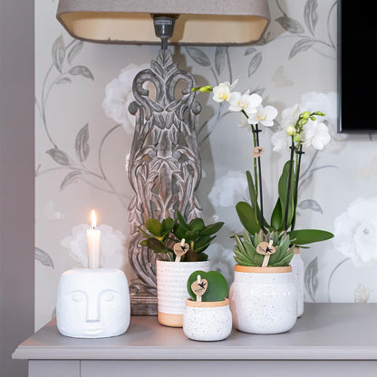 Surprise box mix - verrassingsbox met 4 verschillende orchideeën