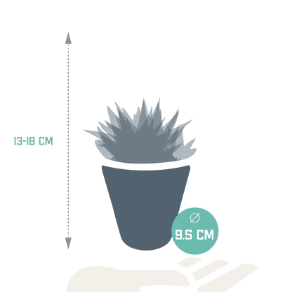 Gasteria/Haworthia + witte pot