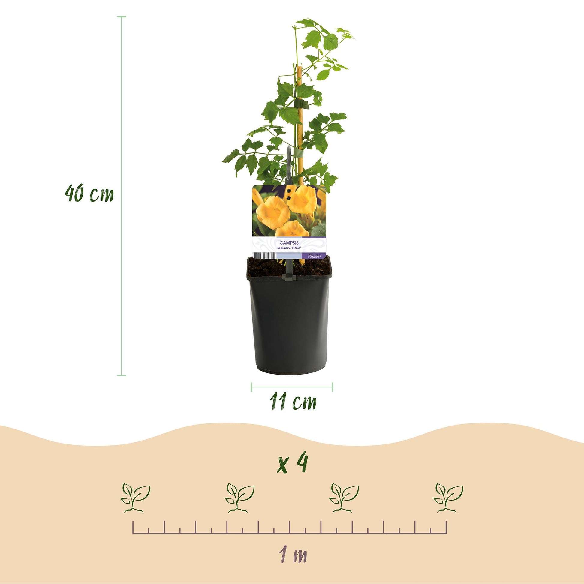 Trompetbloem - Campsis radicans Flave - Bloem Geel