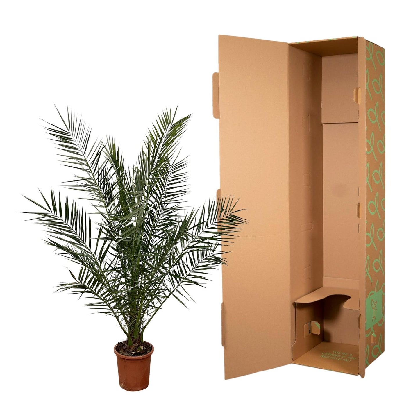 Phoenix Canariensis - 180 cm - Ø23cm