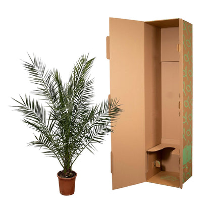 Phoenix Canariensis - 180 cm - Ø23cm
