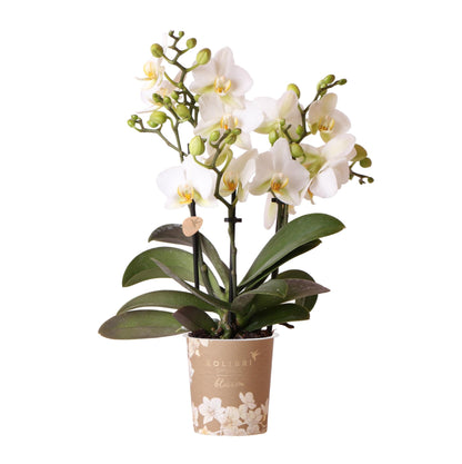 Witte phalaenopsis orchidee - Lausanne