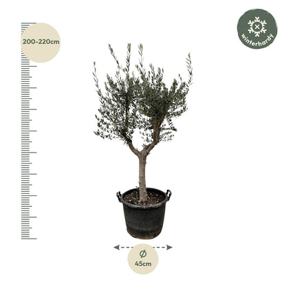 Olea Europaea Cultivo - 220cm- Ø40