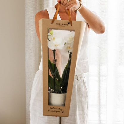 Beterschap | Lausanne orchidee met pot, kaart & cadeautas
